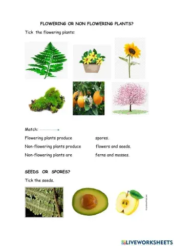 Flowering and non-flowering plants