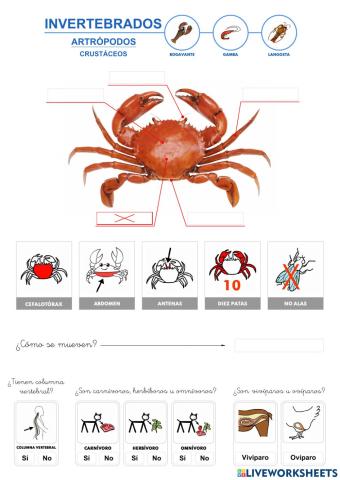 Invertebrados - Artrópodos - Crustáceos