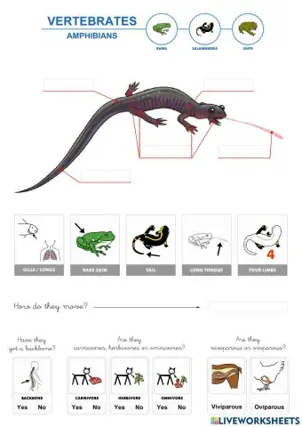 Vertebrates - Amphibians