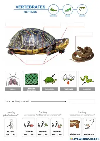 Vertebrates - Reptiles