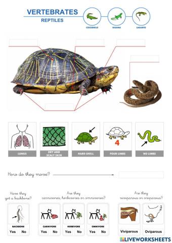 Vertebrates - Reptiles