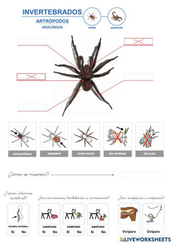 Invertebrados - Artrópodos - Arácnidos