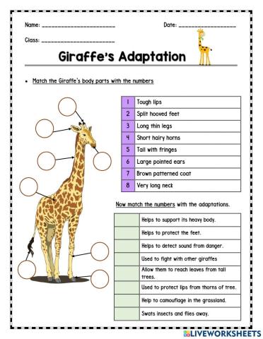 Giraffe's Adaptation