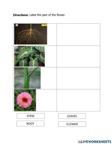 Liveworksheets-PARTS-OF-a-plant-vitali-MulawinEs-ARIP-MYRNA