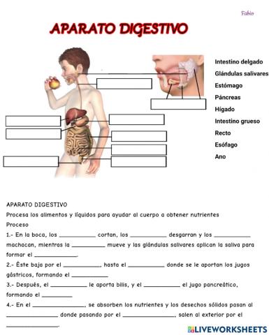 Aparato digestivo fabio