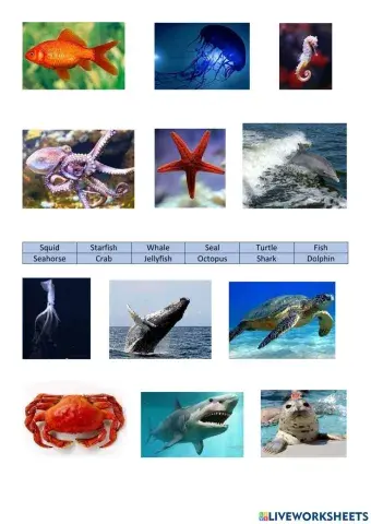Animal live in the sea