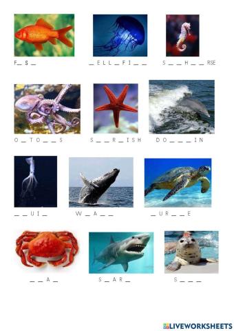 Animals live in the sea