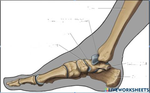 Ankle joint labeling