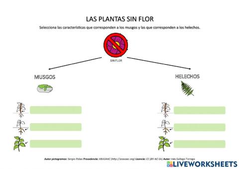 Plantas sin flor