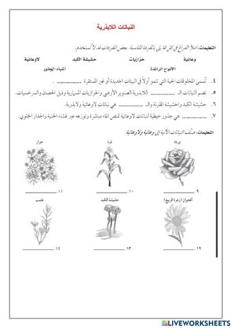 النباتات اللابذرية1