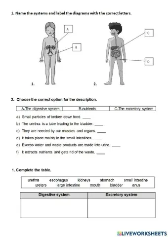 Digestive and Excretory systems