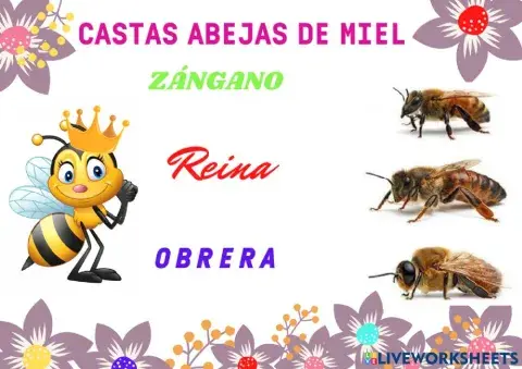 Castas de abejas de  miel