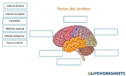 Partes del cerebro