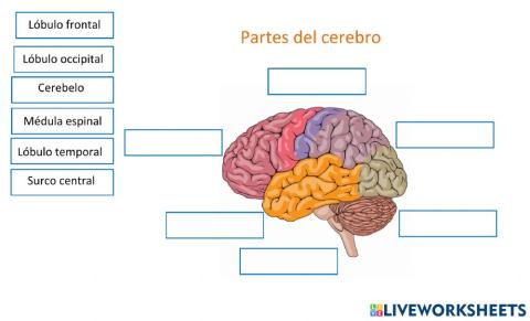 Partes del cerebro