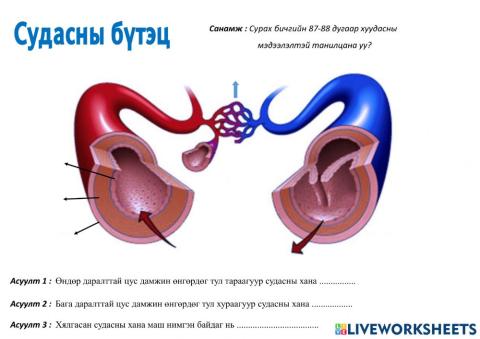 Амьтны зөөвөрлөлт