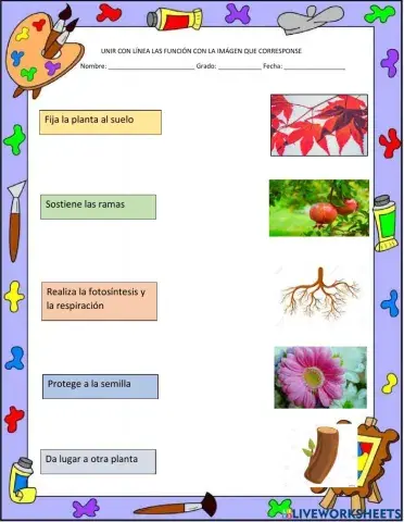 Funciones de las partes de la planta