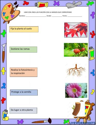 Funciones de las partes de la planta