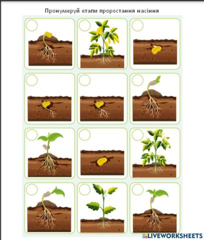 Етапи проростання насіння