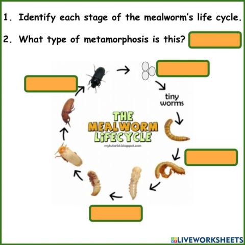 Mealworm Metamorphosis