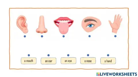 E1.1 Unit 7.1: My body