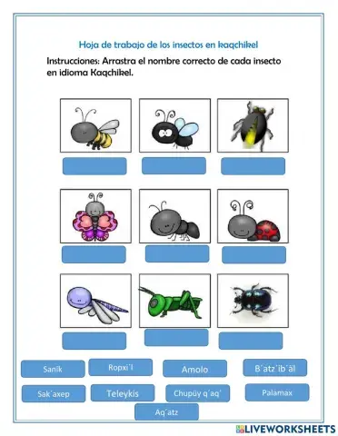 Los insectos en Kaqchikel