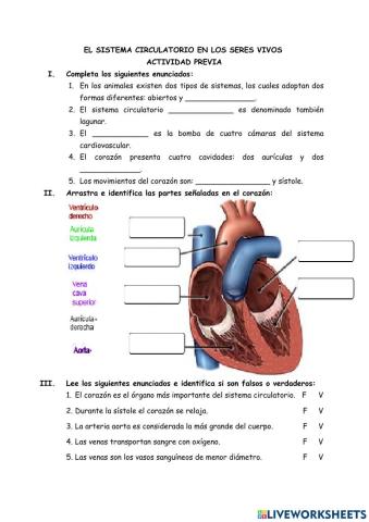 Sistema circulatorio