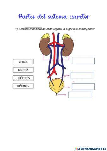 Partes del sistema excretor