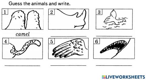 Animals U8 L3