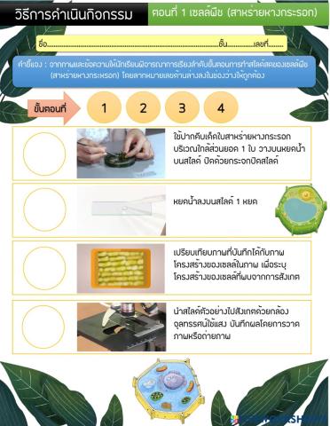 วิธีการดำเนินกิจกรรม เซลล์สาหร่ายหางกระรอก