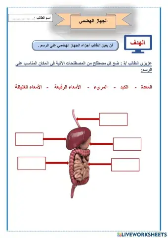 الجهاز الهضمي