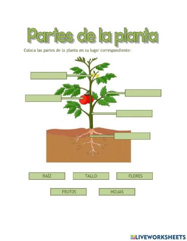 Partes de las plantas