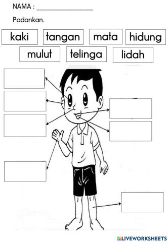 Tubuh badan