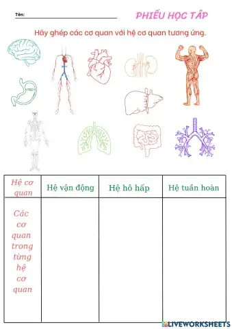 Hệ cơ quan cơ thể người