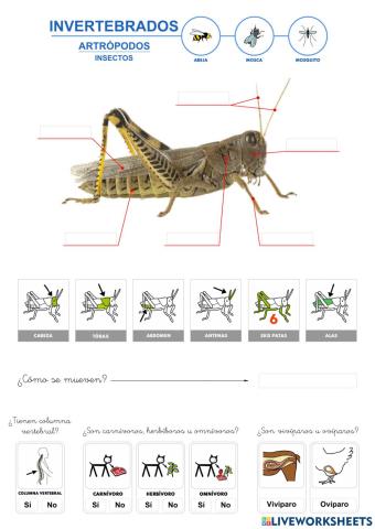 Invertebrados - Insectos