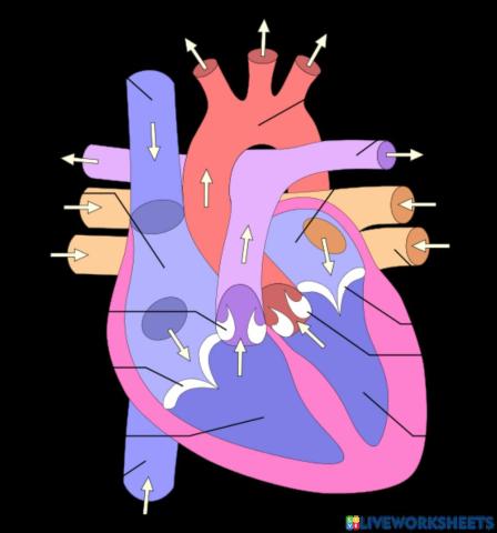 Les parts del cor.