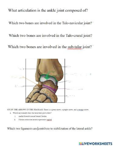 Ankle joint worksheet