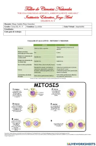 Mitosis y Meiosis