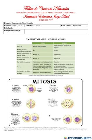 Mitosis y Meiosis