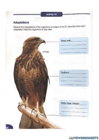 Adaptation (Eagle)