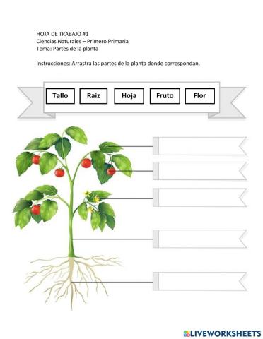Hoja de Trabajo - Partes de la Planta