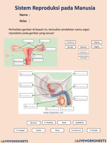 Organ Reproduksi Manusia