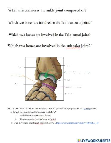 Ankle joint summary