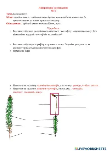 Будова мохів