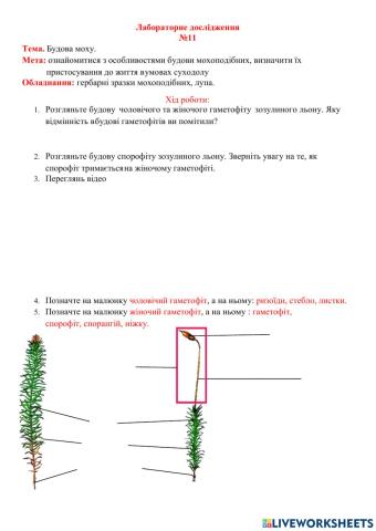 Будова мохів