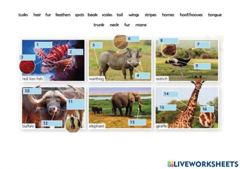 Wild animals. Project 1