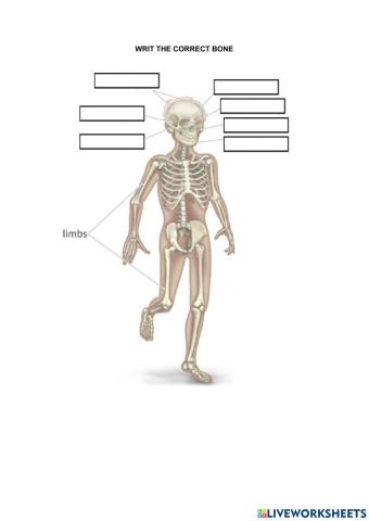 Human's bones
