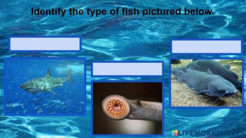 Types of Fish