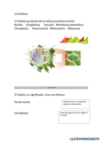Célula eucariota vegetal