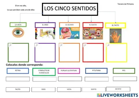 Los cinco sentidos