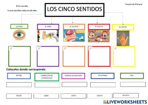 Los cinco sentidos